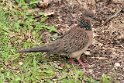 _MG_4179 Spotted Dove.JPG